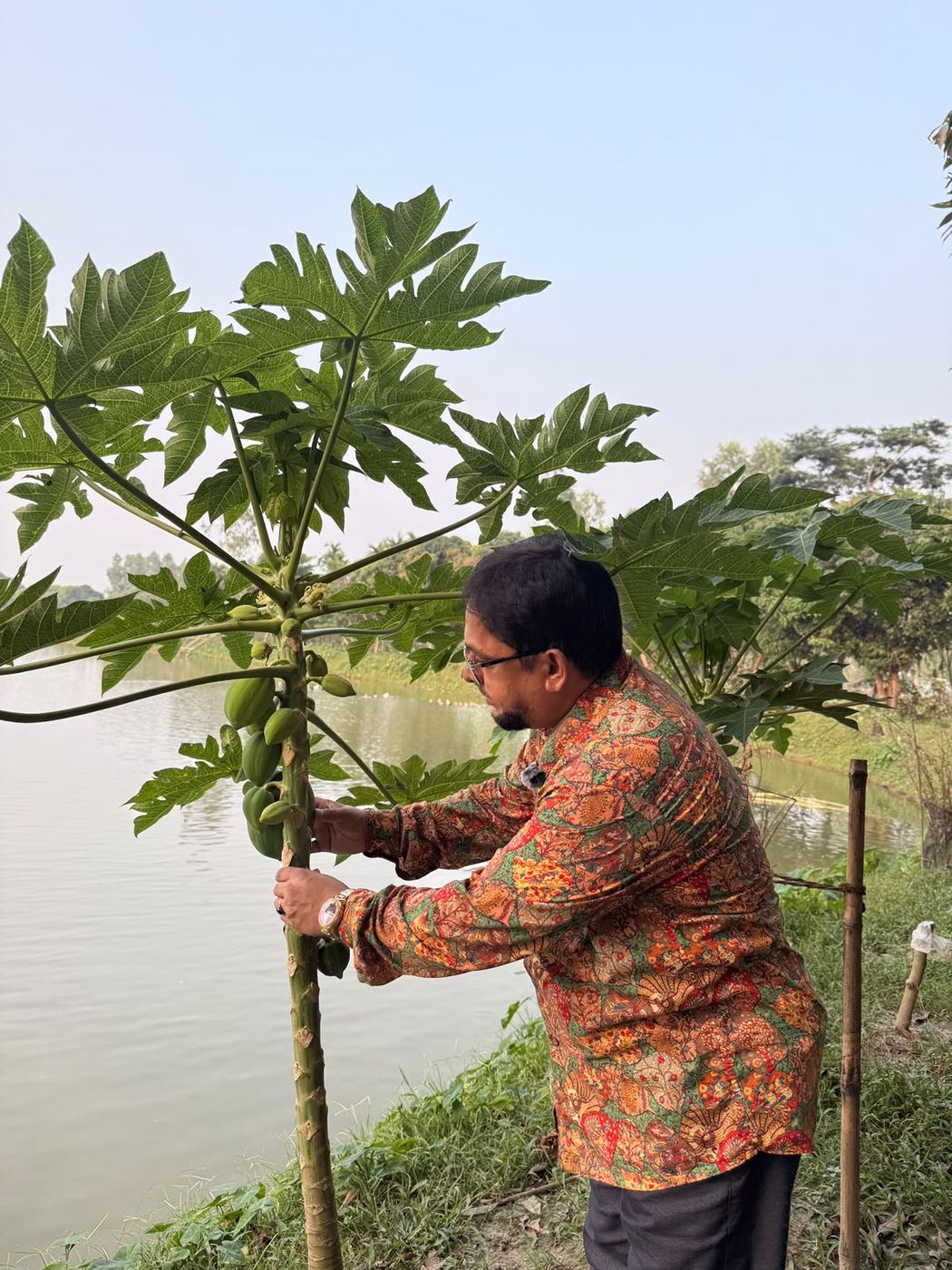 পুকুর পাড়ে ফলভরা পেঁপে গাছ